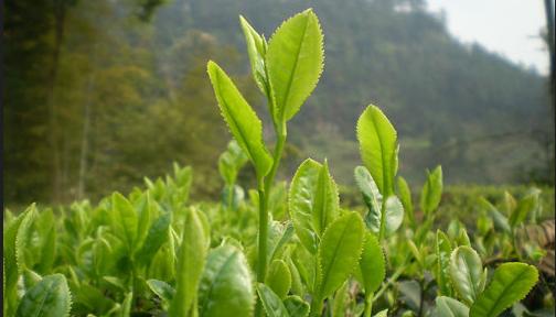普洱茶
