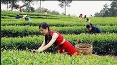 茶农在采摘屯溪绿茶