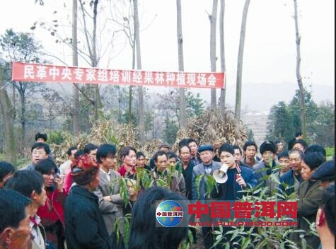 普洱茶