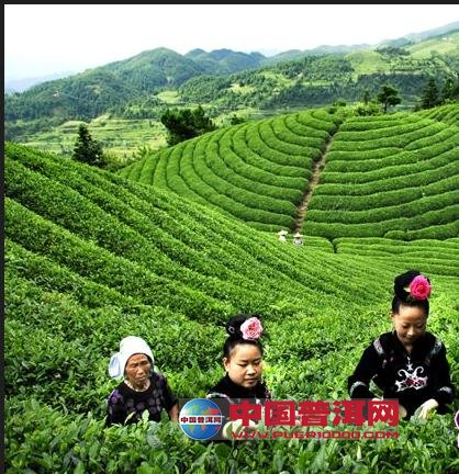 <u><a href='http://www.puer10000.com/puerzhishi/32854.html' target='_blank'>普洱<u><a href='http://www.puer10000.com/puerzhishi/100997.html' target='_blank'>茶</a></u></a></u>