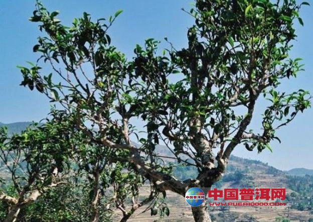 <u><a href='http://www.puer10000.com/puerzhishi/32854.html' target='_blank'>普洱<u><a href='http://www.puer10000.com/puerzhishi/100997.html' target='_blank'>茶</a></u></a></u>