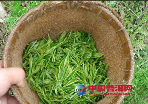 <u><a href='http://www.puer10000.com/puerzhishi/32854.html' target='_blank'>普洱<u><a href='http://www.puer10000.com/puerzhishi/100997.html' target='_blank'>茶</a></u></a></u>