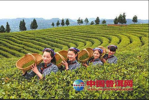 普洱茶