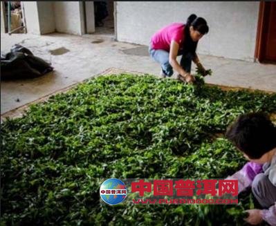 普洱茶