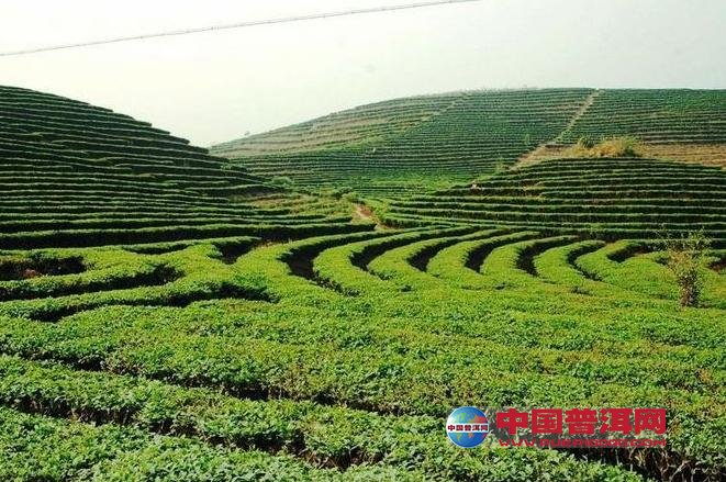 普洱茶