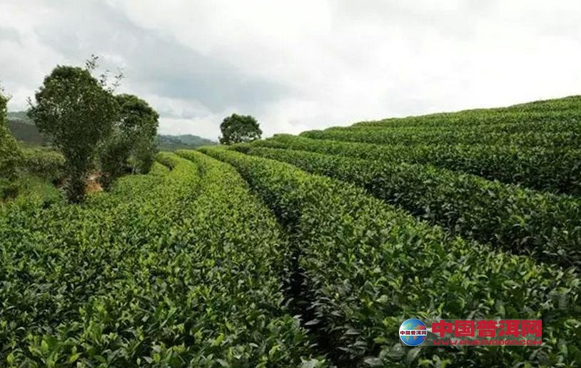 普洱茶