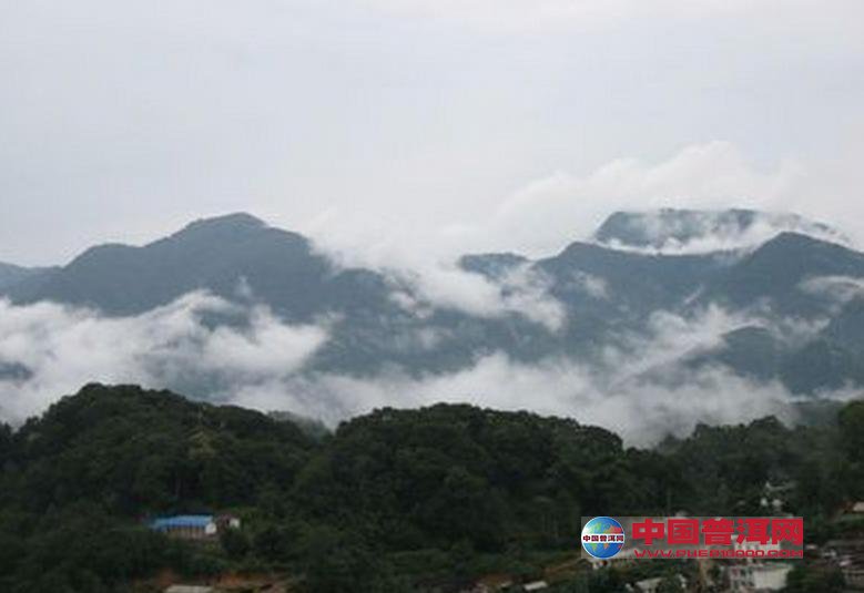 普洱茶