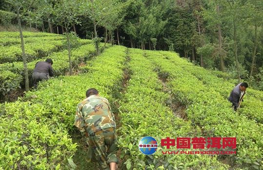 普洱茶
