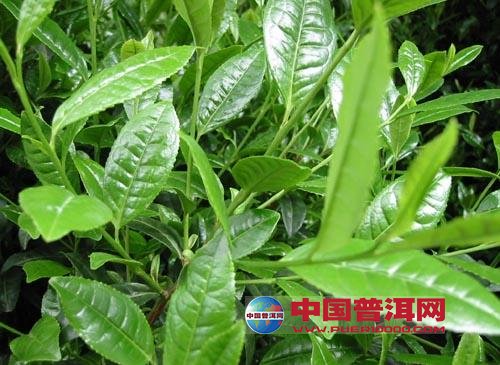 <u><a href='http://www.puer10000.com/puerzhishi/32854.html' target='_blank'>普洱<u><a href='http://www.puer10000.com/puerzhishi/100997.html' target='_blank'>茶</a></u></a></u>