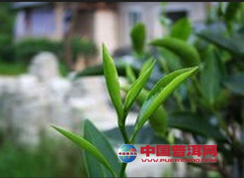 <u><a href='http://www.puer10000.com/puerzhishi/32854.html' target='_blank'>ն<u><a href='http://www.puer10000.com/puerzhishi/100997.html' target='_blank'></a></u></a></u>