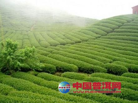 普洱茶