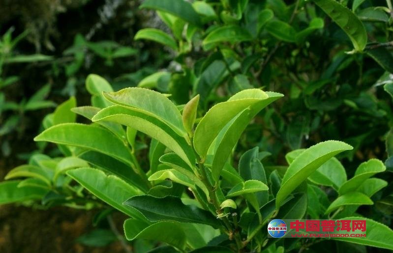 普洱茶