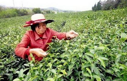 普洱茶