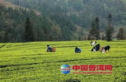 普洱茶