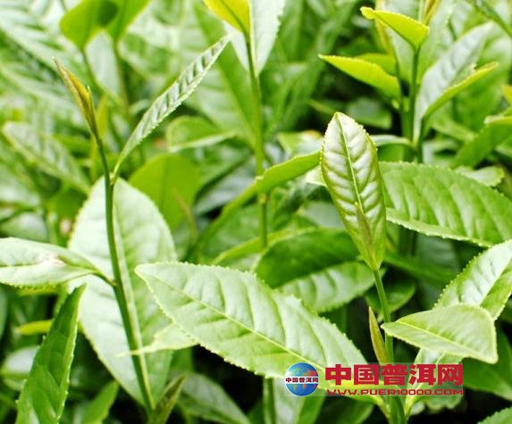 普洱茶