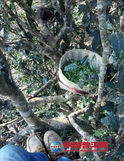 普洱茶