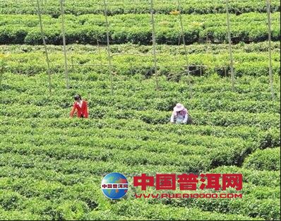 普洱茶