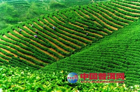 普洱茶