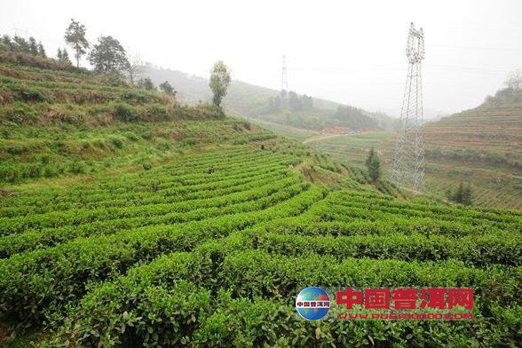 普洱茶