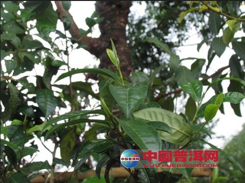 普洱茶