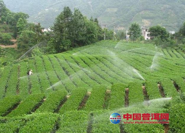 普洱茶