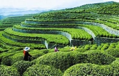 茶产业托起恩施市茶农经济