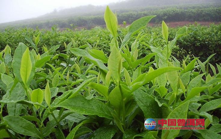 <u><a href='http://www.puer10000.com/puerzhishi/32854.html' target='_blank'>普洱<u><a href='http://www.puer10000.com/puerzhishi/100997.html' target='_blank'>茶</a></u></a></u>