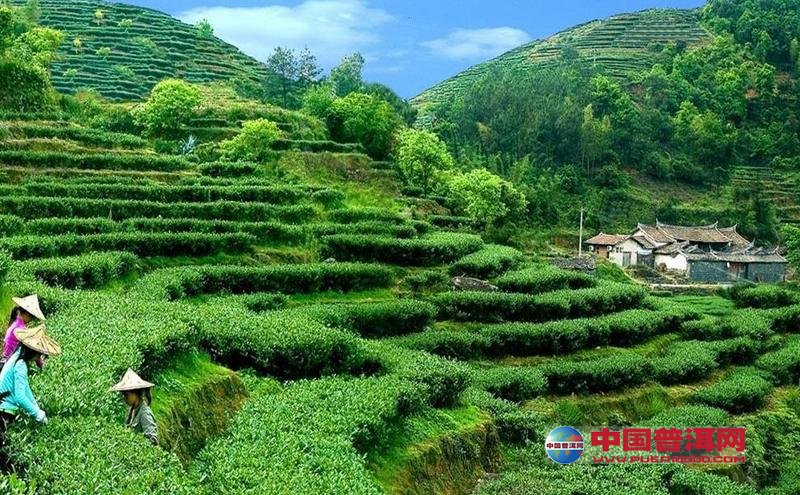 <u><a href='http://www.puer10000.com/puerzhishi/32854.html' target='_blank'>ն<u><a href='http://www.puer10000.com/puerzhishi/100997.html' target='_blank'></a></u></a></u>