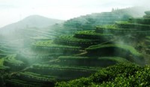 <u><a href='http://www.puer10000.com/puerzhishi/32854.html' target='_blank'>普洱<u><a href='http://www.puer10000.com/puerzhishi/100997.html' target='_blank'>茶</a></u></a></u>