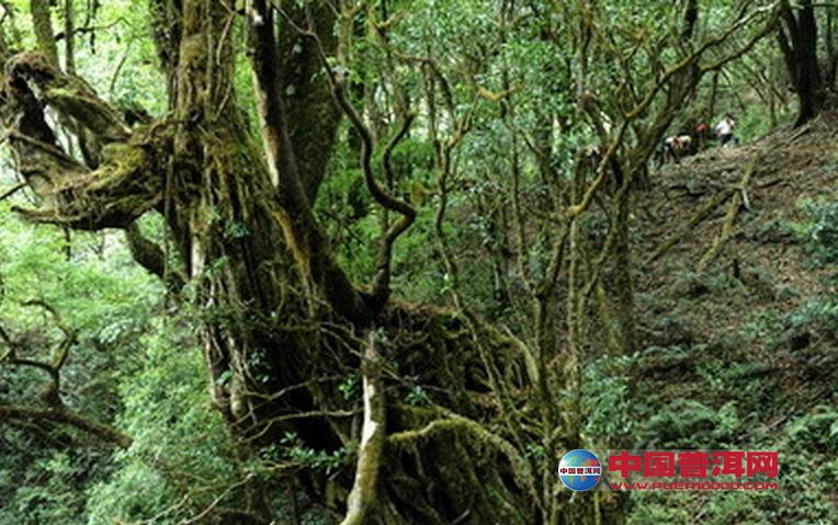 <u><a href='http://www.puer10000.com/puerzhishi/32854.html' target='_blank'>普洱<u><a href='http://www.puer10000.com/puerzhishi/100997.html' target='_blank'>茶</a></u></a></u>