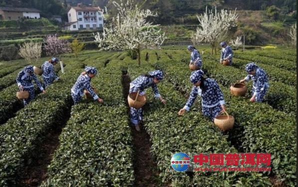 普洱茶