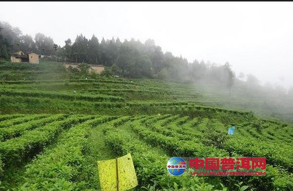 普洱茶