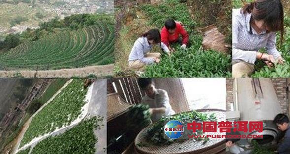普洱茶