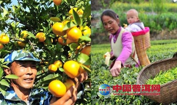 普洱茶