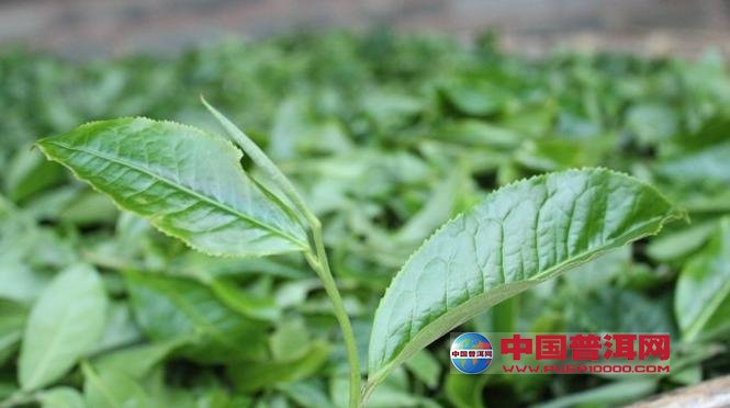 普洱茶
