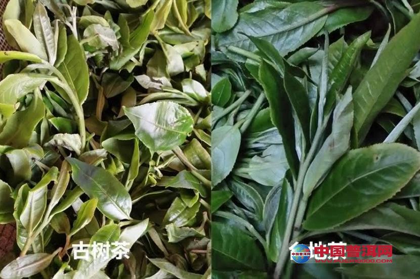 普洱茶