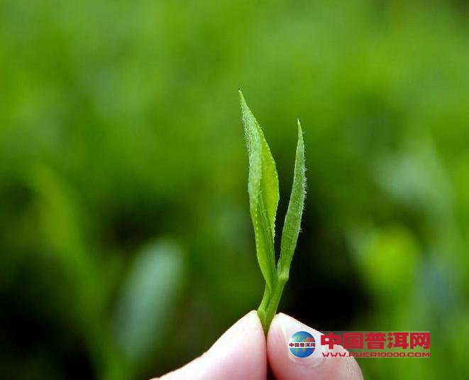 <u><a href='http://www.puer10000.com/puerzhishi/32854.html' target='_blank'>普洱<u><a href='http://www.puer10000.com/puerzhishi/100997.html' target='_blank'>茶</a></u></a></u>