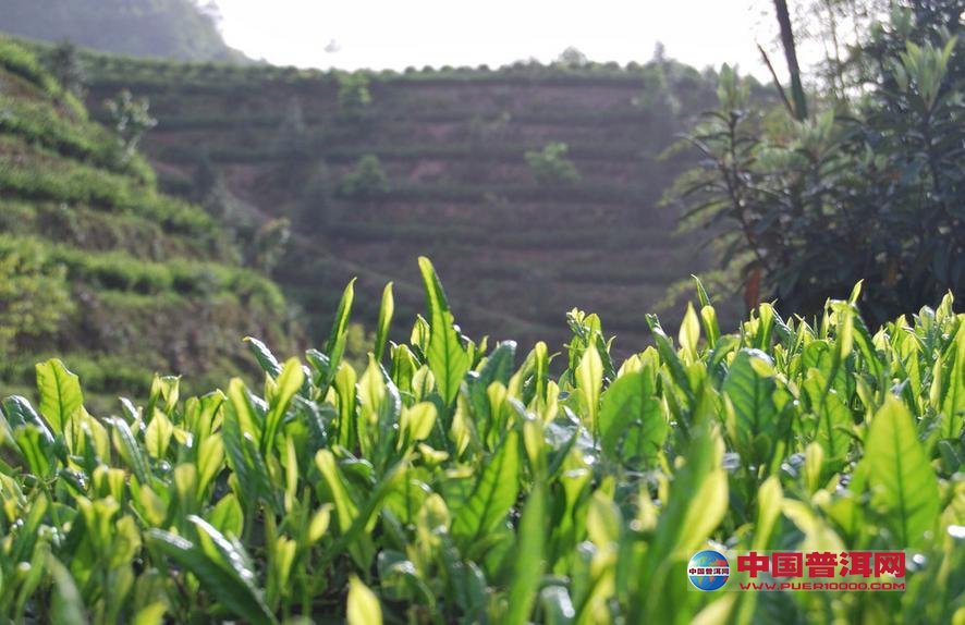 <u><a href='http://www.puer10000.com/puerzhishi/32854.html' target='_blank'>普洱<u><a href='http://www.puer10000.com/puerzhishi/100997.html' target='_blank'>茶</a></u></a></u>