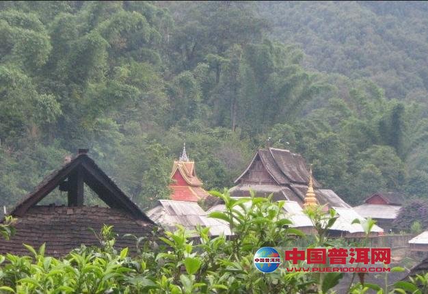 普洱茶