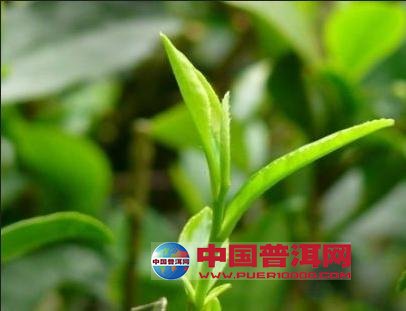 普洱茶