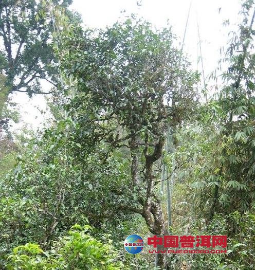 <u><a href='http://www.puer10000.com/puerzhishi/32854.html' target='_blank'>普洱<u><a href='http://www.puer10000.com/puerzhishi/100997.html' target='_blank'>茶</a></u></a></u>