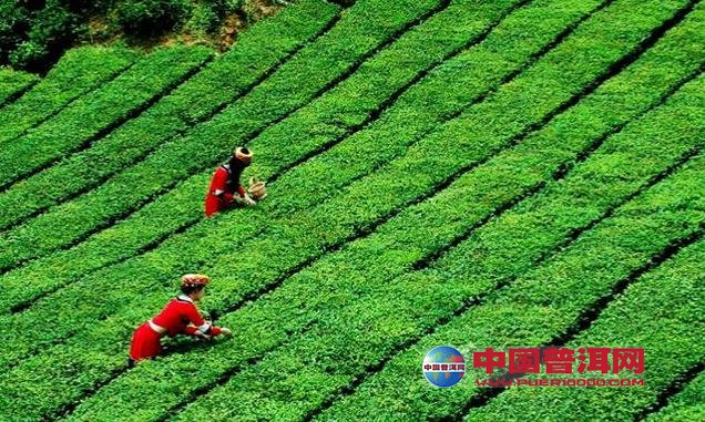 普洱茶