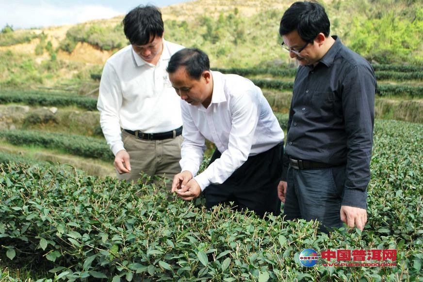 普洱茶