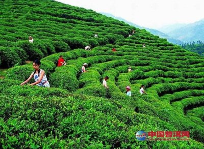中国茶叶生产加工技术传播给了