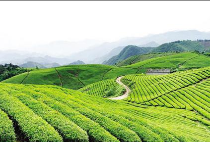 普洱茶