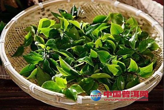 普洱茶