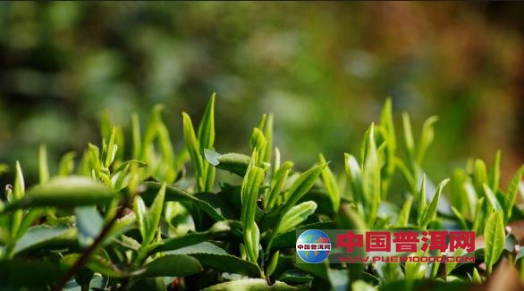 <u><a href='http://www.puer10000.com/puerzhishi/32854.html' target='_blank'>普洱<u><a href='http://www.puer10000.com/puerzhishi/100997.html' target='_blank'>茶</a></u></a></u>
