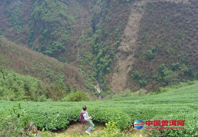 普洱茶