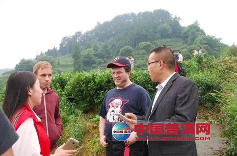 普洱茶