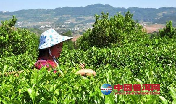 普洱茶